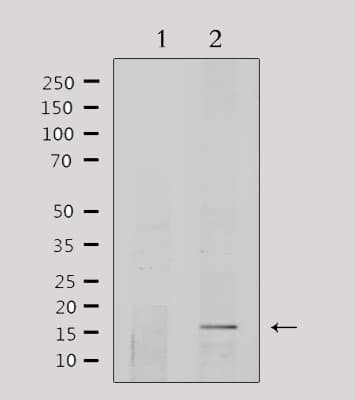 COX5A Antibody