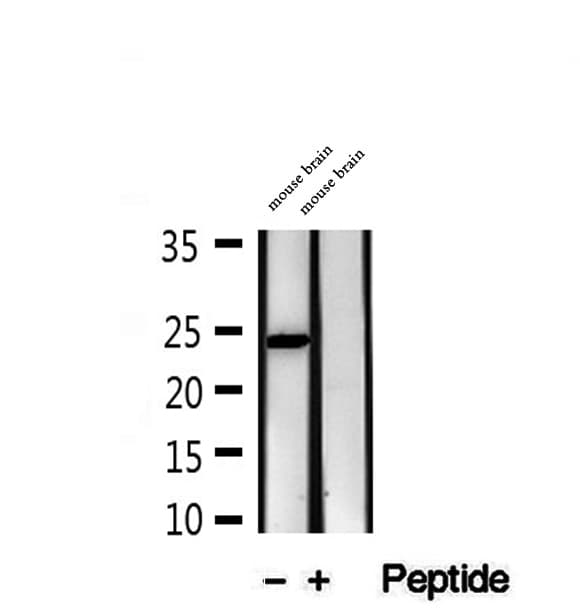 MAD2B / REV7 Antibody