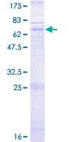 Human CXCR5 Protein (Recombinant GST)