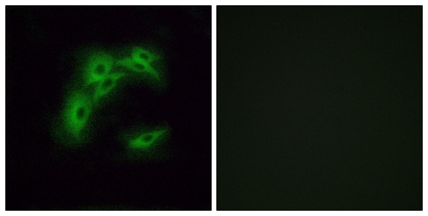 OR5I1 / OR5I Antibody