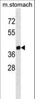 Polyclonal Rabbit anti-Human ZPR1 / ZNF259 Antibody (aa405-434, WB)