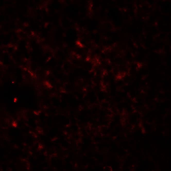 IHC-plus™ Polyclonal Rabbit anti-Human RAPGEF4 / EPAC2 Antibody (IHC, IF, WB)