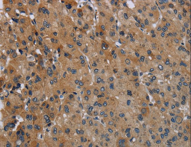 FAAH Antibody