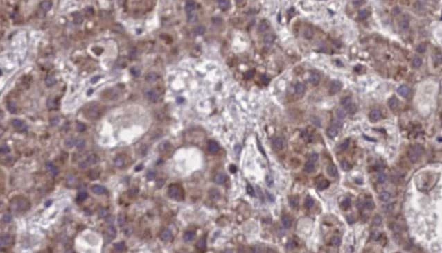 NPBWR1 / GPR7 Antibody