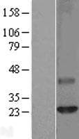 CLDN6 / Claudin 6 Protein (Over-Expression Lysate Myc-DDK (Flag))