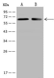 Polyclonal Rabbit anti-Human DPYSL2 / CRMP2 Antibody (IF, WB)
