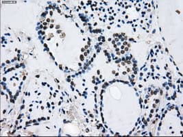 ID3 Antibody (clone OTI15E3)