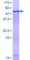 Human BAF53 / ACTL6A Protein (Recombinant GST)