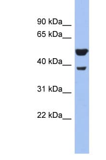 WNT3A Antibody (N-Terminus)