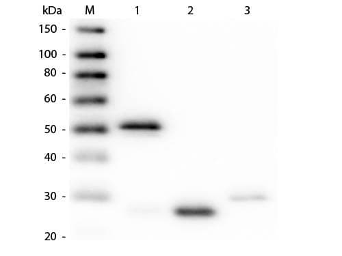 Guinea pig Anti-Rabbit IgG Secondary Antibody