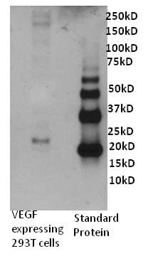 VEGFA / VEGF Antibody