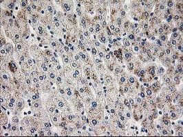 PGAM2 Antibody (clone 4.00E+09, Carrier-free)