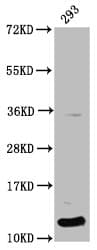 Polyclonal Rabbit anti-Human HIST1H4I Antibody (IF, WB)