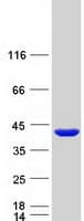 Human GIPC1 / GIPC Protein (Recombinant Myc-DDK (Flag))