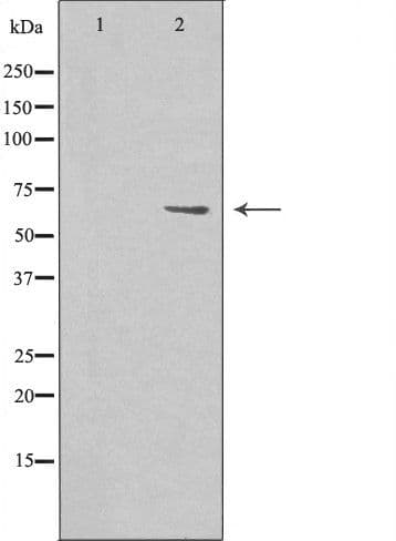 AATF Antibody