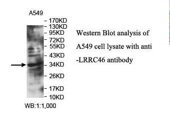 LRRC46 Antibody (aa4-166)