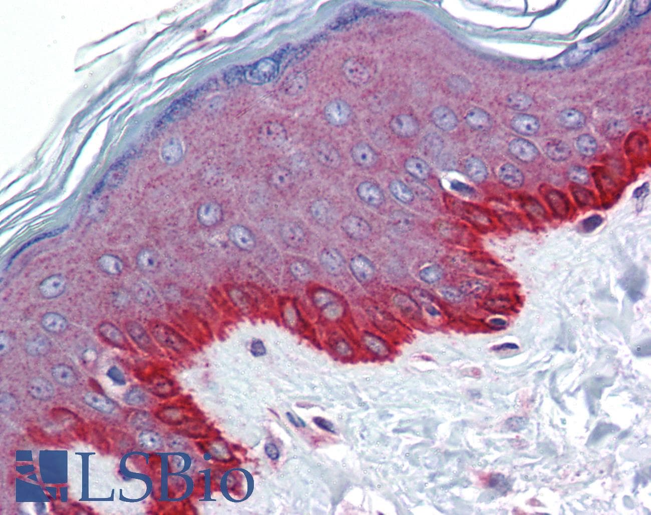 FZD4 / Frizzled 4 Antibody (C-Terminus)
