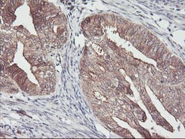 PDRG1 Antibody (clone OTI4F12)