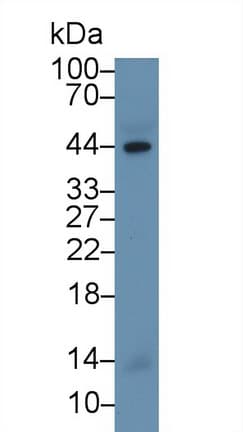 CASP1 / Caspase 1 Antibody (aa119-296)