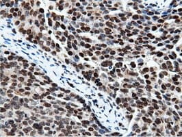 NT5DC1 Antibody (clone OTI3H2)