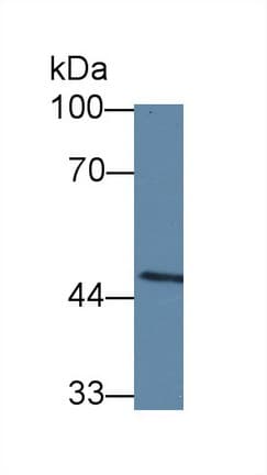 CASP10 / Caspase 10 Antibody (aa223-459, APC)