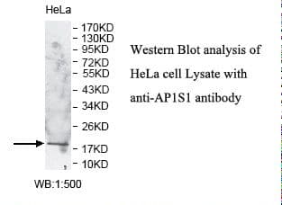 AP1S1 Antibody (aa21-133)