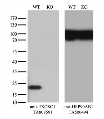 EXOSC1 / CSL4 Antibody (clone OTI4C7)