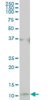 IHC-plus™ COX17 Antibody (clone 4G2)