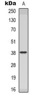 INHBC Antibody (C-Terminus)
