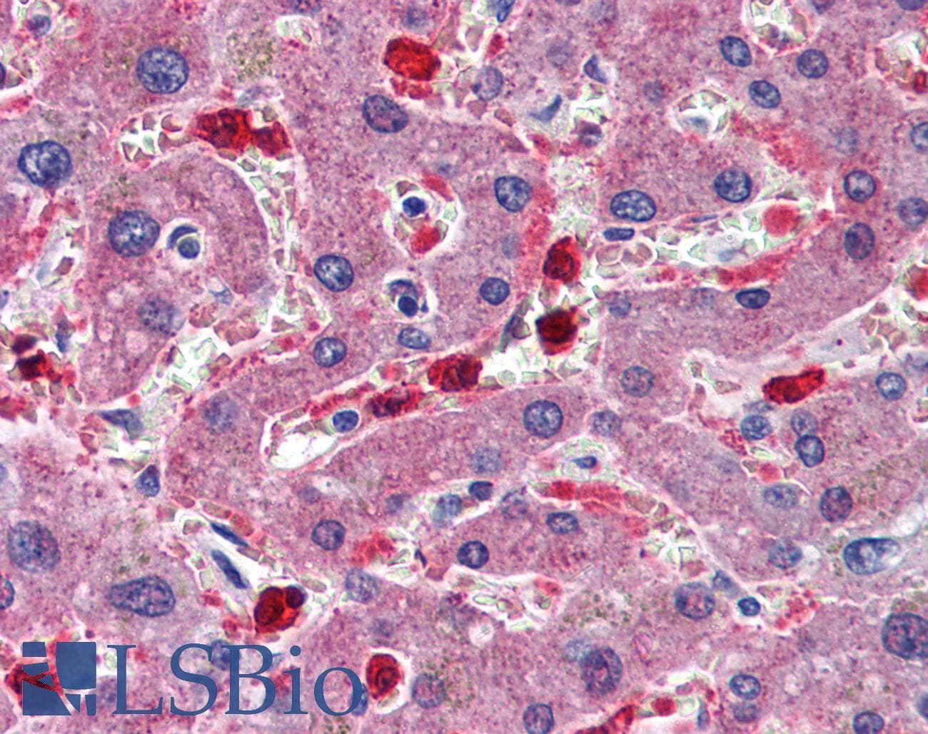 IHC-plus™ CBS Antibody (clone 5F7)