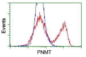 PNMT Antibody (clone OTI2A3)