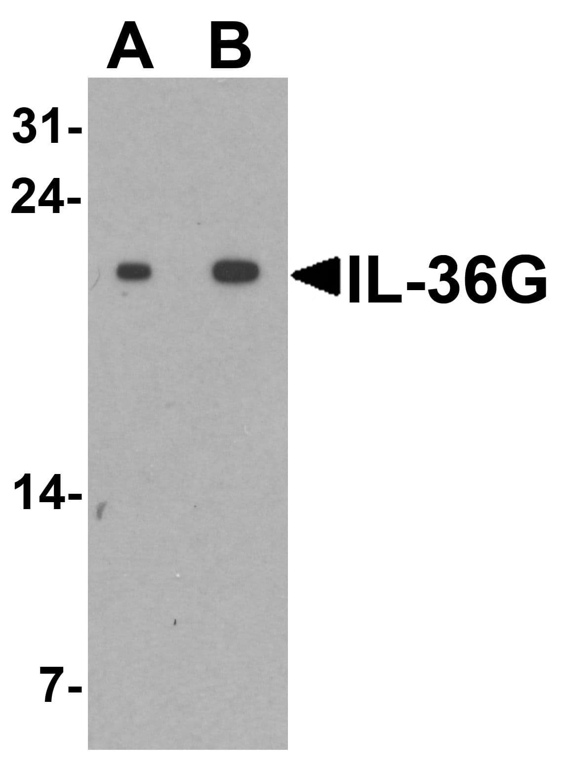 IL1F9 Antibody