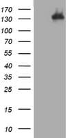 Hamartin / TSC1 Antibody (aa836-1164, clone OTI2G3)