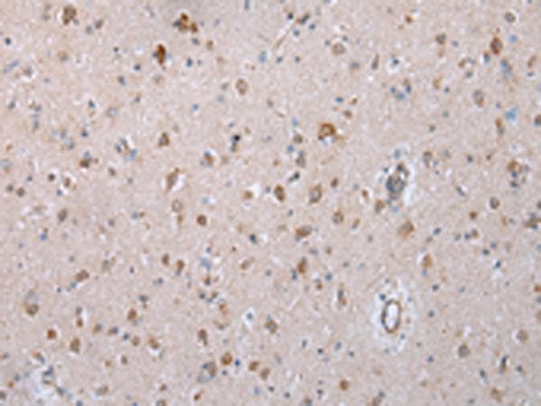 COX7C Antibody