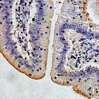 AMY2A / Pancreatic Amylase Antibody