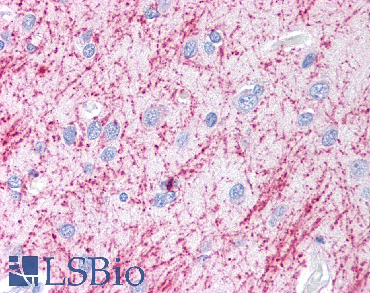 MAP1LC3B / LC3B Antibody (aa25-121, Biotin)