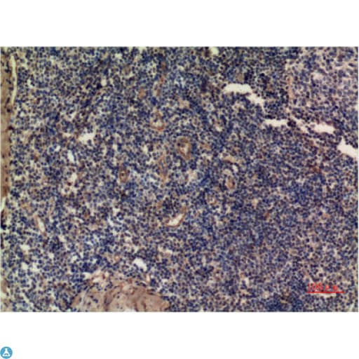 MAPK3 / ERK1 Antibody