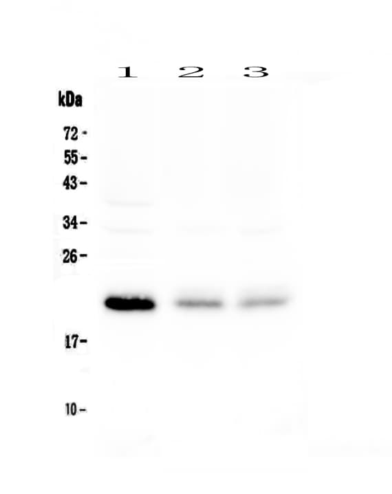 Monoclonal Mouse anti-Human NIP3 / BNIP3 Antibody (WB)