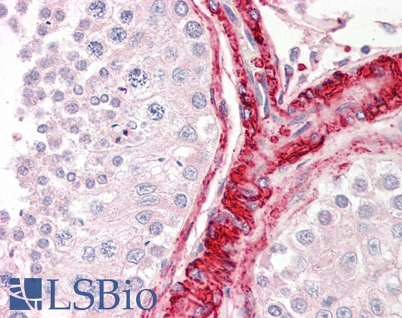 IHC-plus™ Polyclonal Goat anti-Human BAG5 Antibody (aa43-55, IHC, WB)