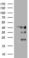TMEM173 / STING Antibody (clone OTI2C9)