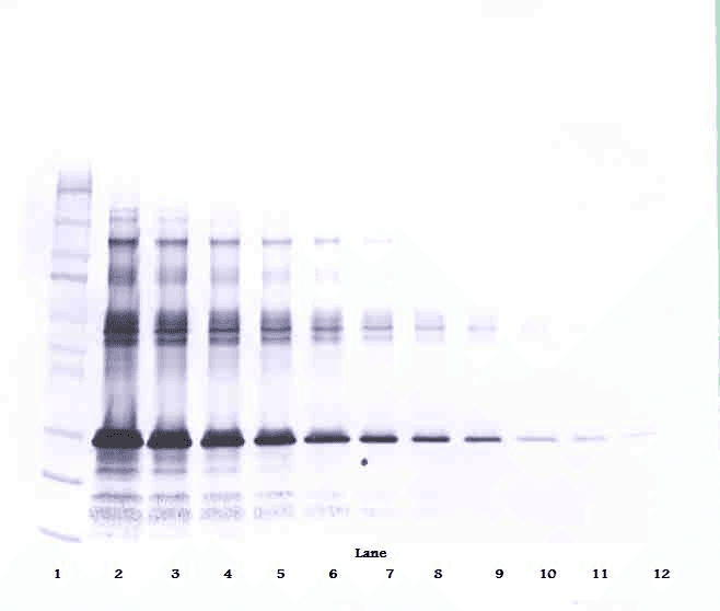 IGFBP1 Antibody