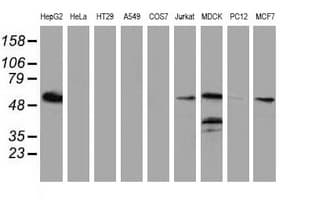 ERGIC-53 / LMAN1 Antibody (clone OTI1E3)