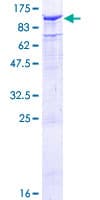 Human TLE2 Protein (Recombinant GST)