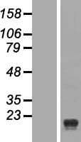HM13 / IMP-1 / SPP Protein (Over-Expression Lysate Myc-DDK (Flag))
