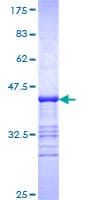 Human ISYNA1 Protein (Recombinant GST, N-terminus)
