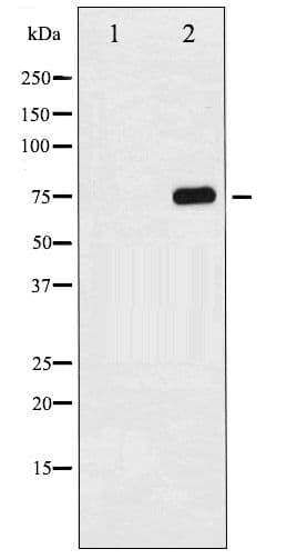 MAPT / Tau Antibody (phospho-Ser356)