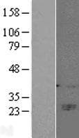 NK1 / CD160 Protein (Over-Expression Lysate Myc-DDK (Flag))