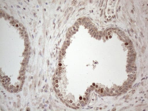 HMGB4 Antibody (clone OTI5G3)