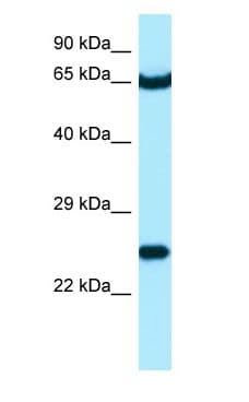 STXBP3 Antibody (aa463-512)