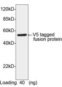 Polyclonal Rabbit V5 Tag Antibody (WB)